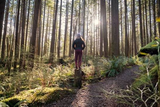 प्रकृति के बीच समय बिताने (Forest Bathing) के शारीरिक रिकवरी पर असर