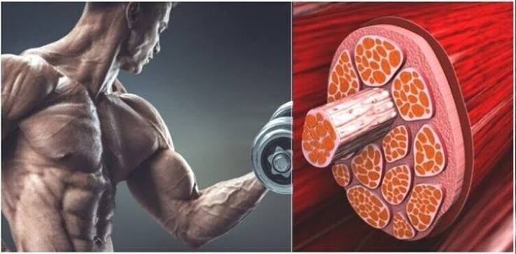 मस्कुलर हाइपरट्रॉफी (Muscle Hypertrophy) क्या है और मसल्स कैसे बढ़ती हैं?
