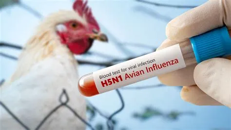 एवियन इन्फ्लूएंजा (Bird Flu / H5N1)