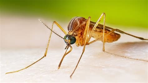 जापानी एन्सेफेलाइटिस (Japanese Encephalitis)