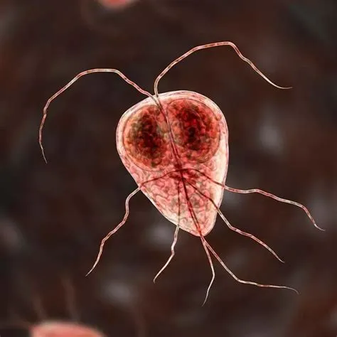 जिआर्डियासिस (Giardiasis - दूषित पानी से पेट का संक्रमण)