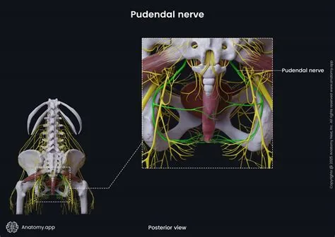 पुडेंडल न्यूराल्जिया (Pudendal Neuralgia - पेल्विक क्षेत्र की नस का दर्द)