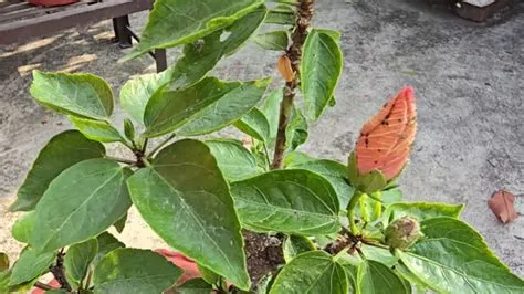 पैरोस्मिया (Parosmia - चीजों की गलत या गंदी गंध आना)
