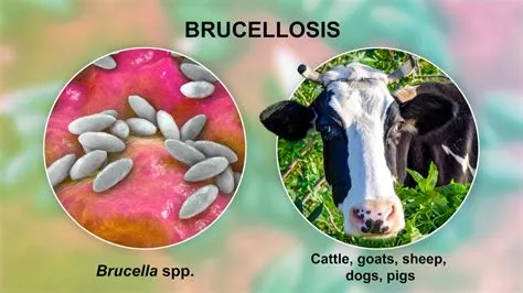 ब्रुसेलोसिस (Brucellosis)