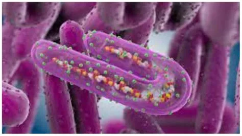 मारबर्ग वायरस रोग (Marburg Virus Disease)
