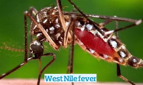वेस्ट नाइल वायरस (West Nile Virus)