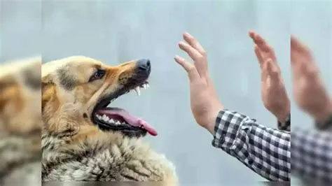 साइनोफोबिया (Cynophobia - कुत्तों का डर)
